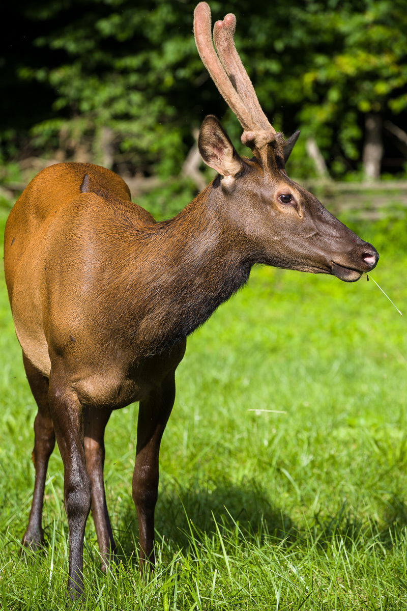 Juvenile Elk Portrait