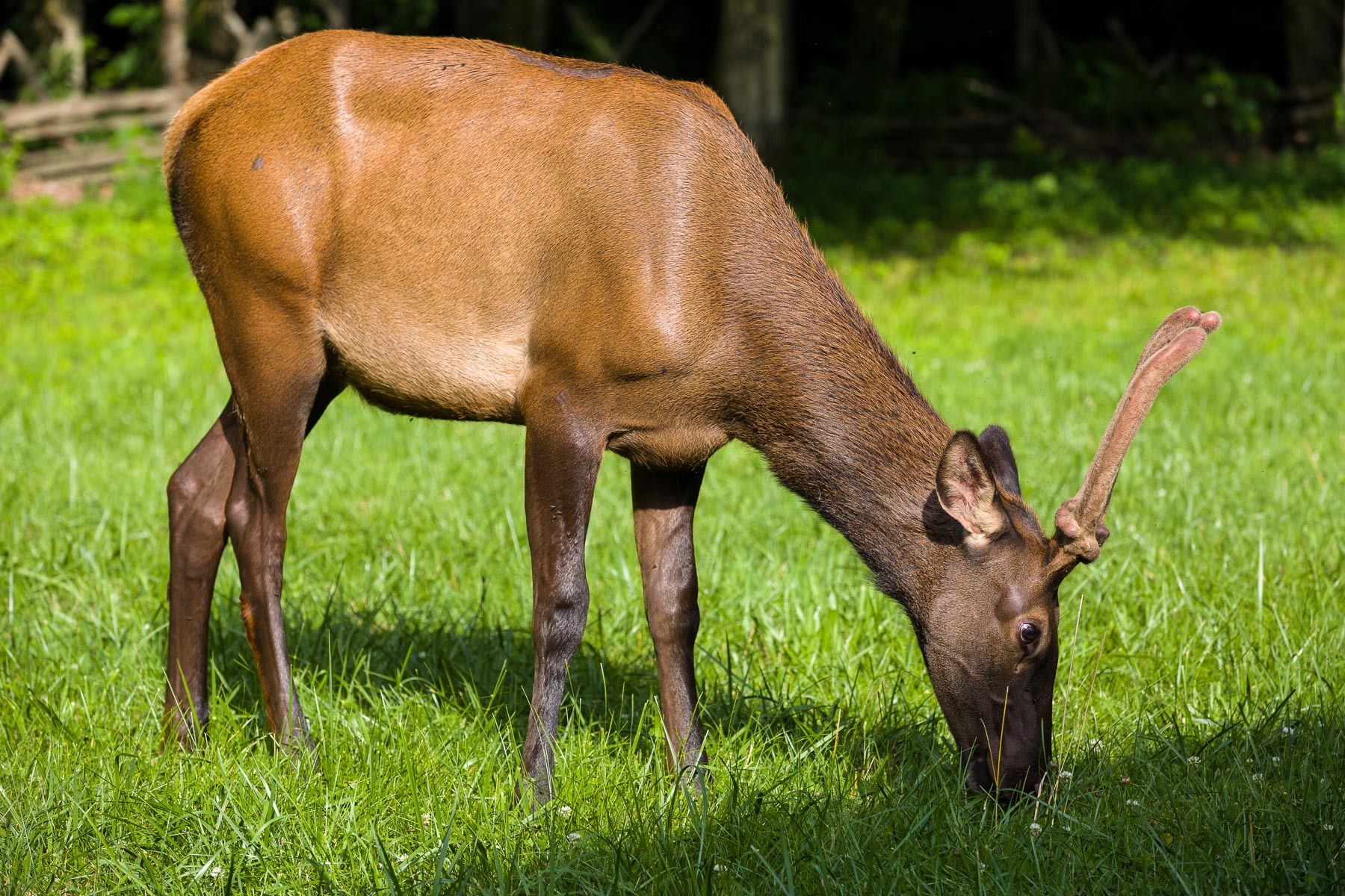 Grazing closeup
