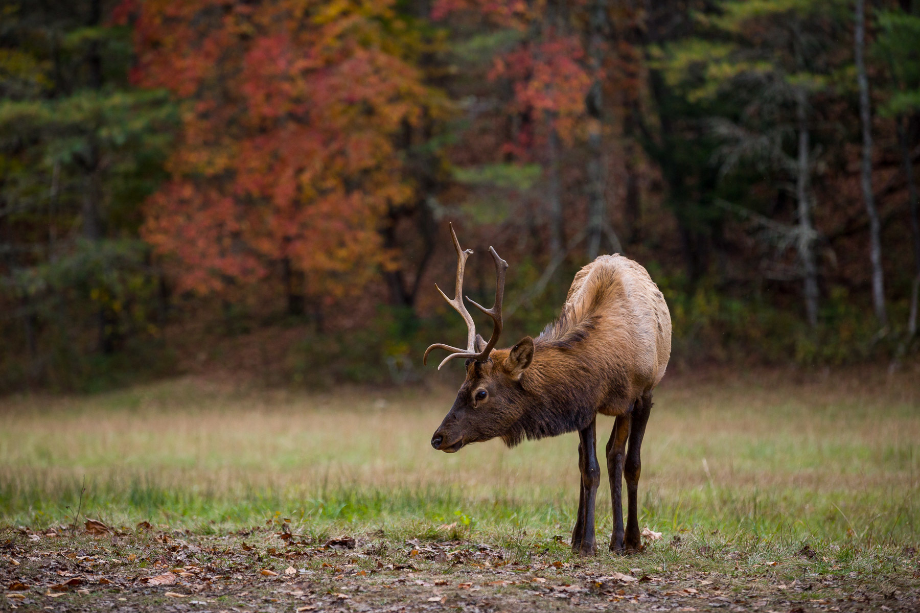 Cute Posed Juvenile Male Elk