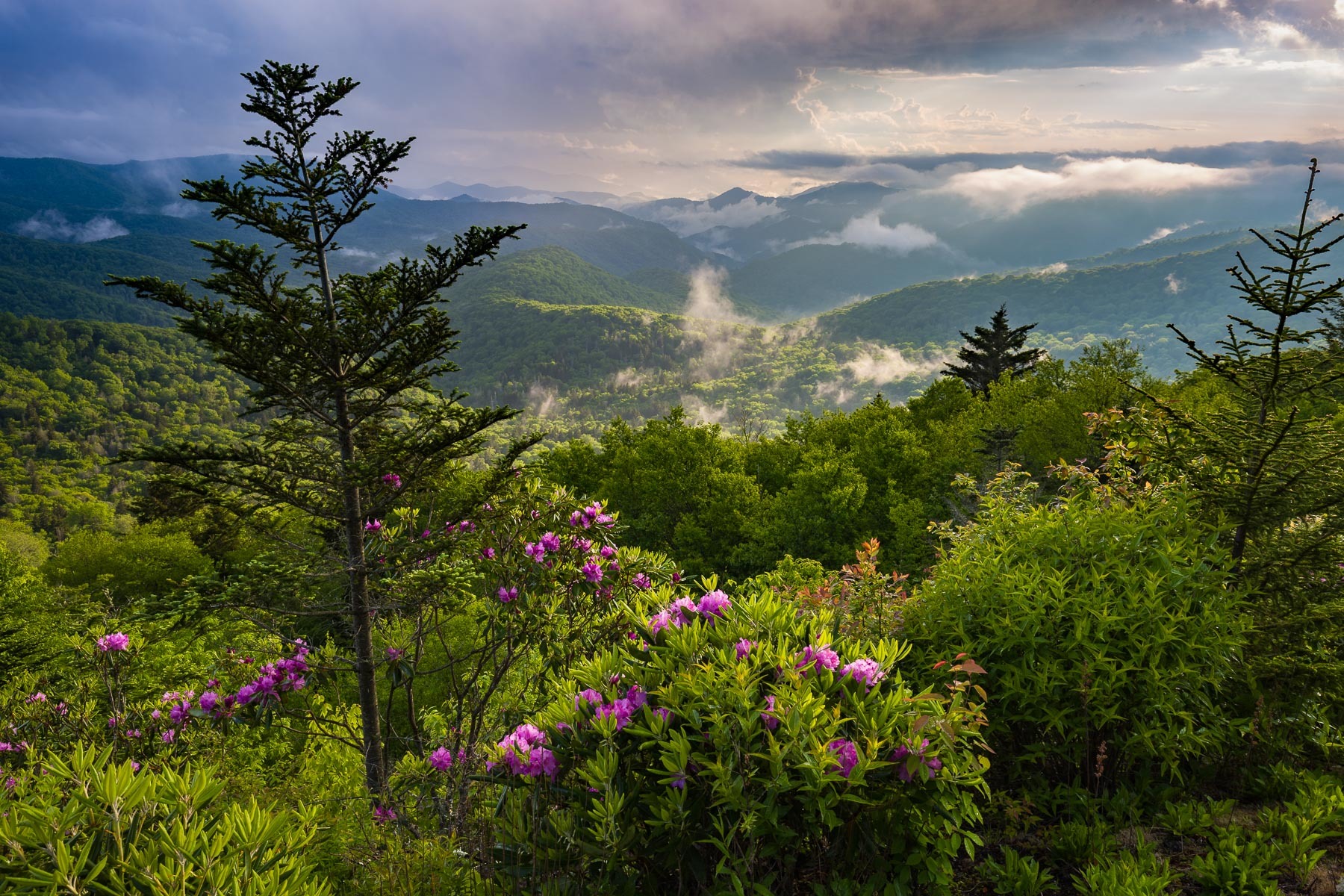 Clearing Storm down the valley and Rhododendron