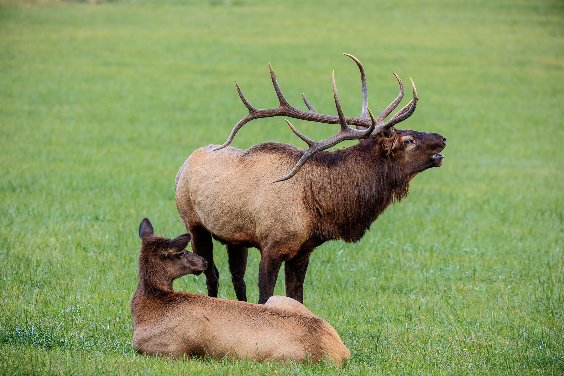 Bugling Bull with juvenile cow