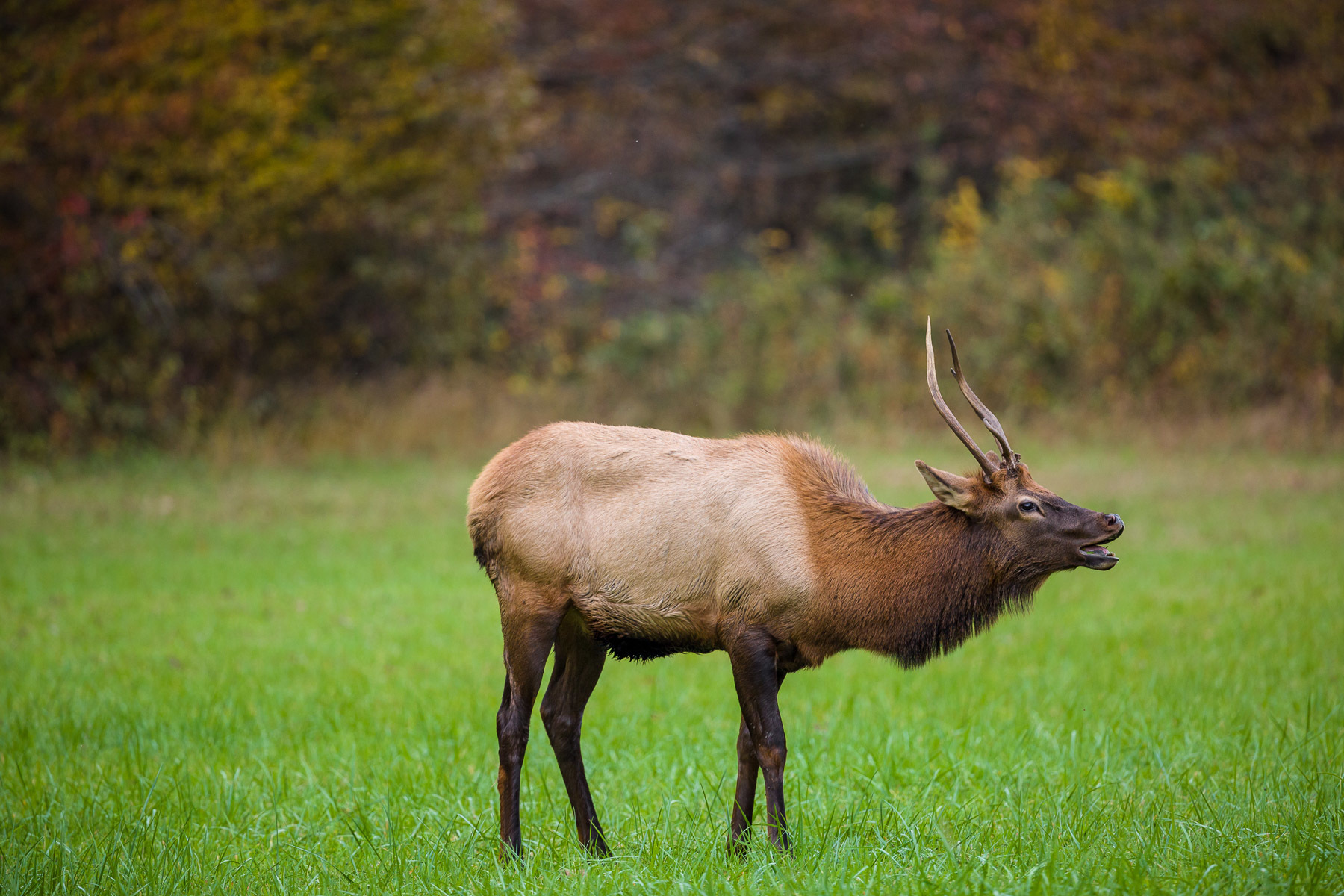 Bugling juvenile