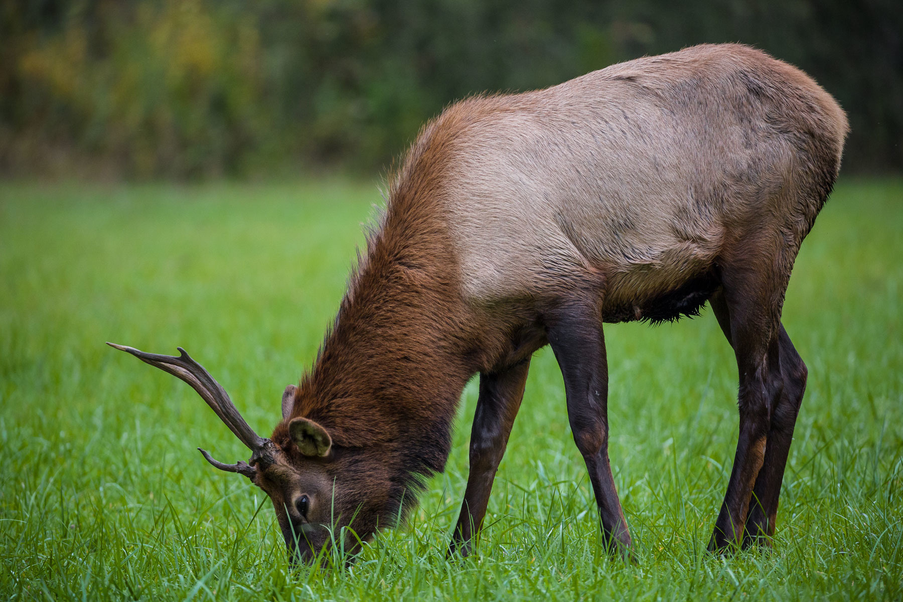 Grazing Juvenile Elk