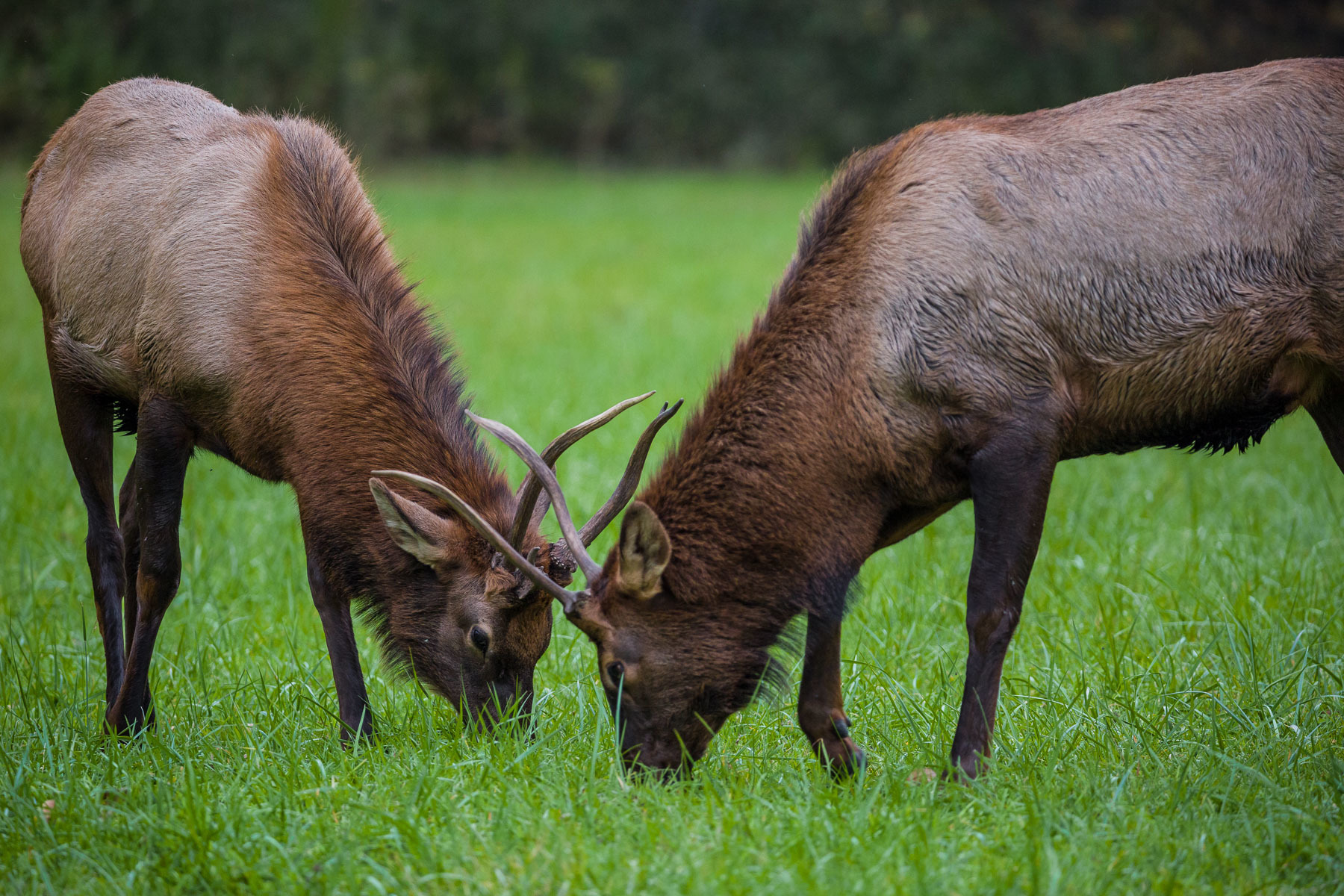 Grazing Juvenile Elk Males