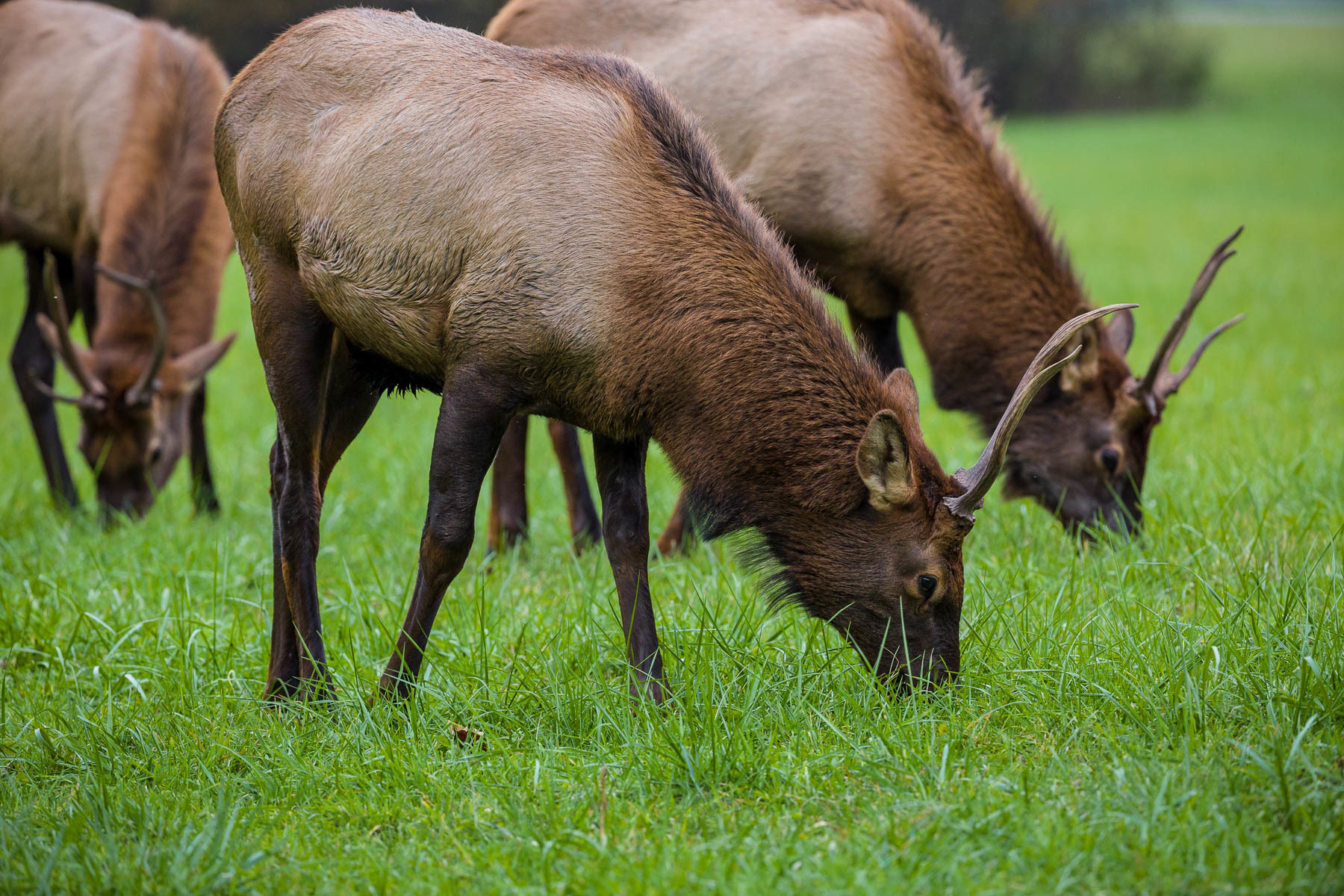Grazing Juvenile Elk Males #2